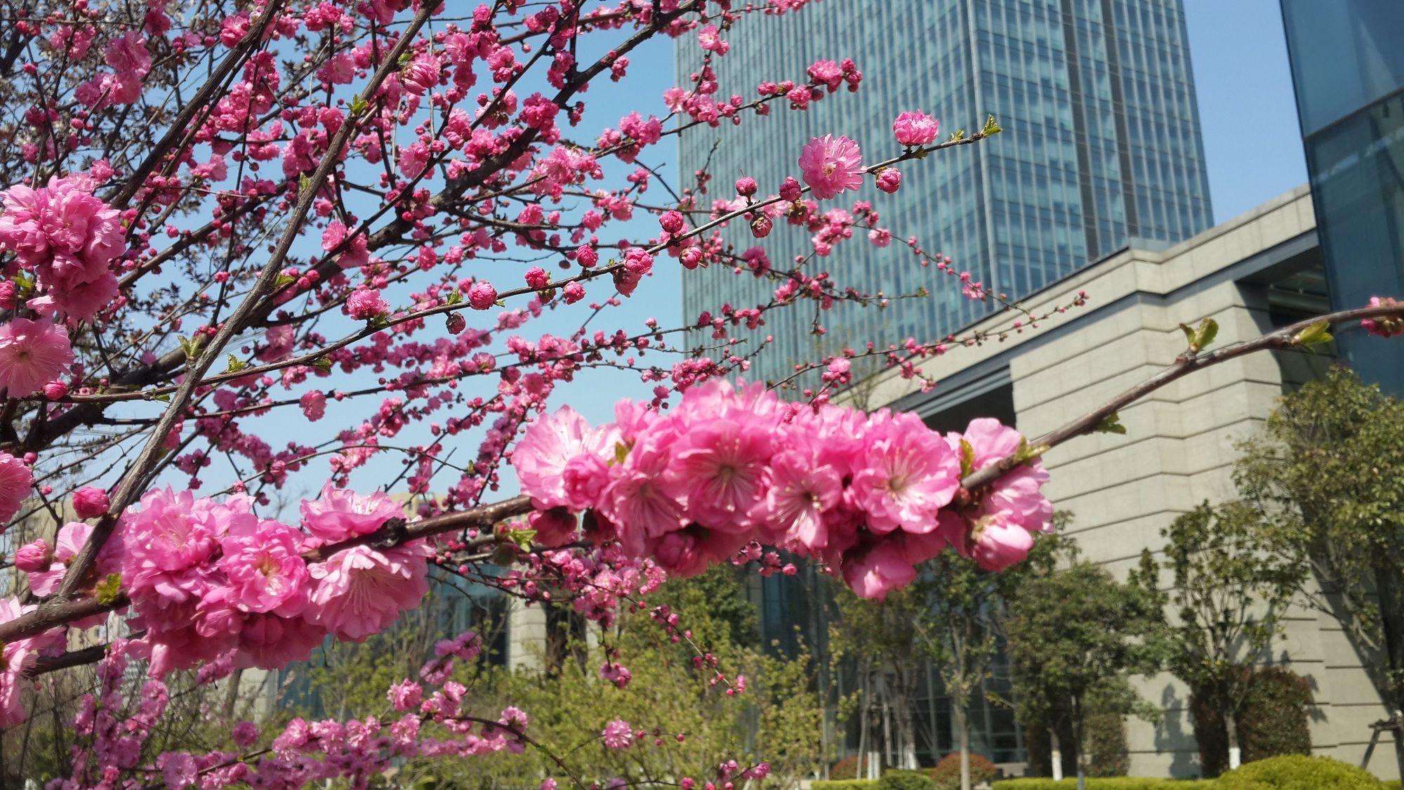 Sheraton Qingdao Jiaozhou Hotel Dış mekan fotoğraf